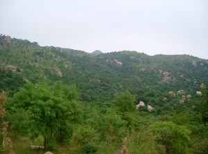 arunachala huge productivity- medicine, timber, bio-diversity, water re-flowing