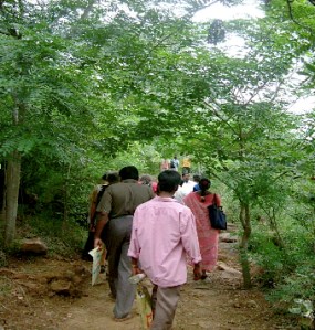mtn forest - shaded, moist, abundant