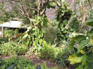 Sponge at guesthut at greenhouse - sm