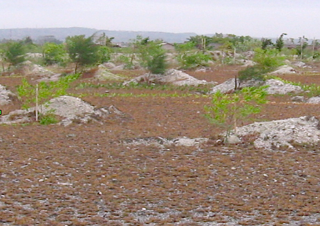 turtle island - from nothing to a young forest - 18 months