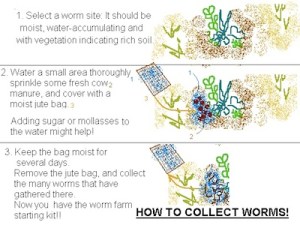 How to collect worms! - small