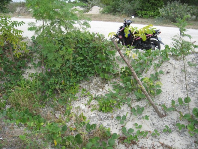 complete grndcover -sm