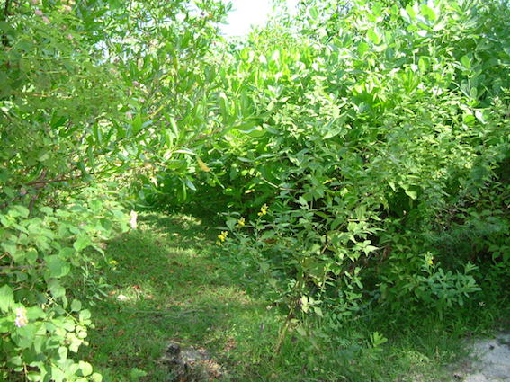 Turtle regrowth DSCF8707 copy