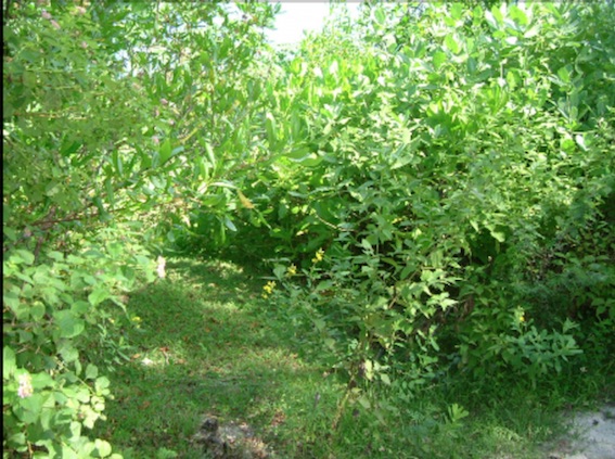 turlte island - now copy