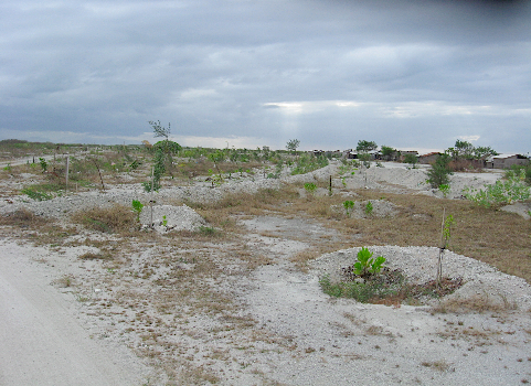 turtle island - swales, 'oases' of concentrated water, OM, diverse spp